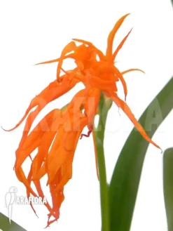 Orchid 'Ada Aurantiaca'