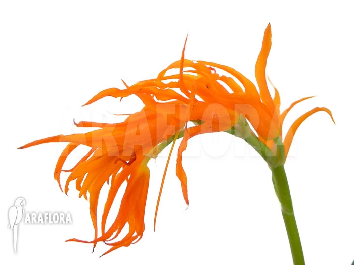 Orchid 'Ada Aurantiaca' 2 Orchid 'Ada Aurantiaca' - Image 2