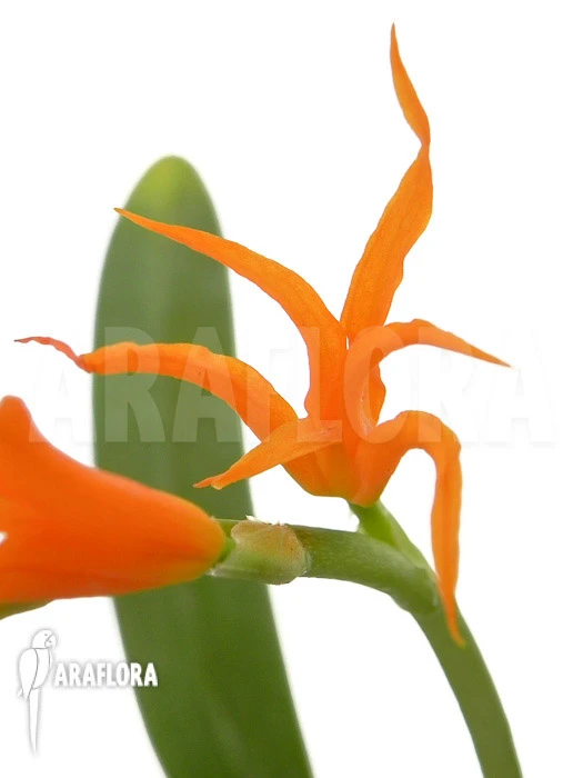 Orchid 'Ada Aurantiaca' 3 Orchid 'Ada Aurantiaca' - Image 3