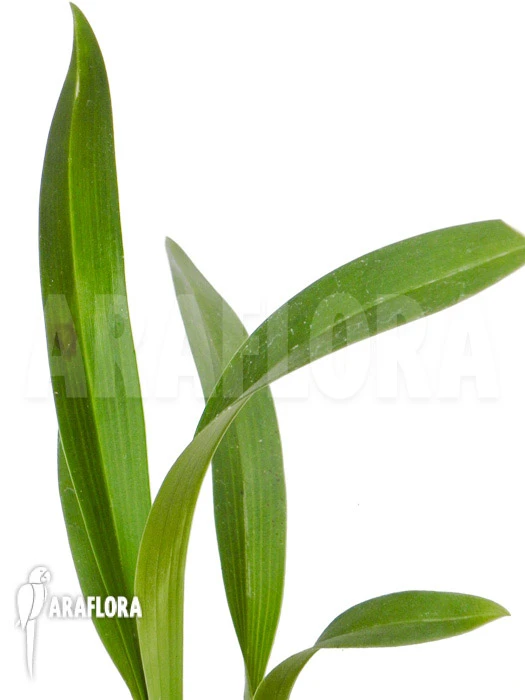 Orchid 'Ada Aurantiaca' 4 Orchid 'Ada Aurantiaca' - Image 4