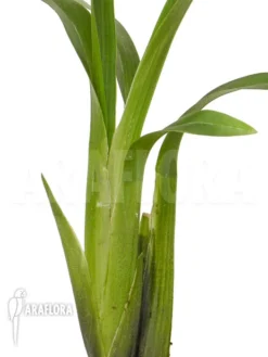 Orchid 'Ada Aurantiaca' 9 Orchid 'Ada Aurantiaca' -Green Haven Sales Store Ada aurantiaca 5