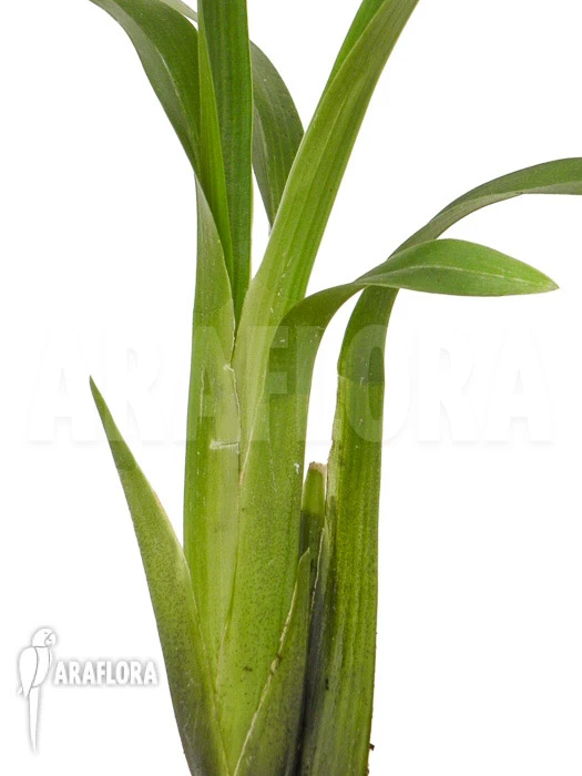 Orchid 'Ada Aurantiaca' 5 Orchid 'Ada Aurantiaca' - Image 5