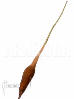 Adansonia Sp (Baobab) 'Starter' -Green Haven Sales Store Adansonia sp Baobab Starter 3