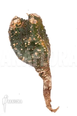 Adenia Spinosa -Green Haven Sales Store Adenia globosa 3