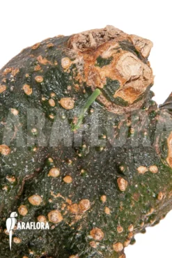 Adenia Spinosa -Green Haven Sales Store Adenia globosa 4