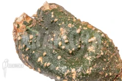 Adenia Spinosa -Green Haven Sales Store Adenia globosa 5