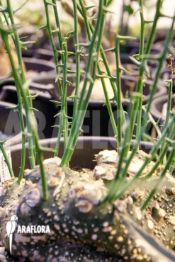 Adenia Spinosa -Green Haven Sales Store Adenia globosa 6