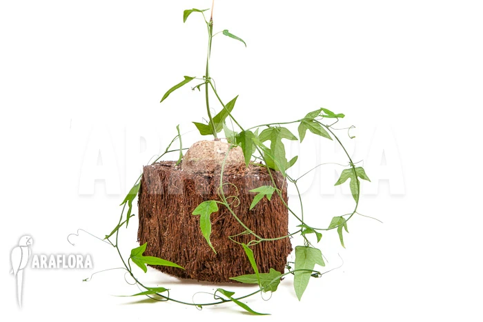 Adenia Lindiensis 1 Adenia Lindiensis