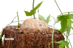 Adenia Lindiensis 11 Adenia Lindiensis -Green Haven Sales Store Adenia lindiensis 2