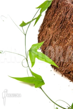 Adenia Lindiensis 10 Adenia Lindiensis -Green Haven Sales Store Adenia lindiensis 3