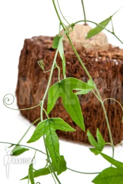 Adenia Lindiensis 9 Adenia Lindiensis -Green Haven Sales Store Adenia lindiensis 4