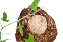 Adenia Lindiensis 8 Adenia Lindiensis -Green Haven Sales Store Adenia lindiensis 5