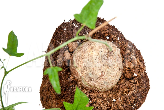 Adenia Lindiensis 3 Adenia Lindiensis - Image 3