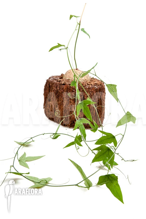 Adenia Lindiensis 2 Adenia Lindiensis - Image 2