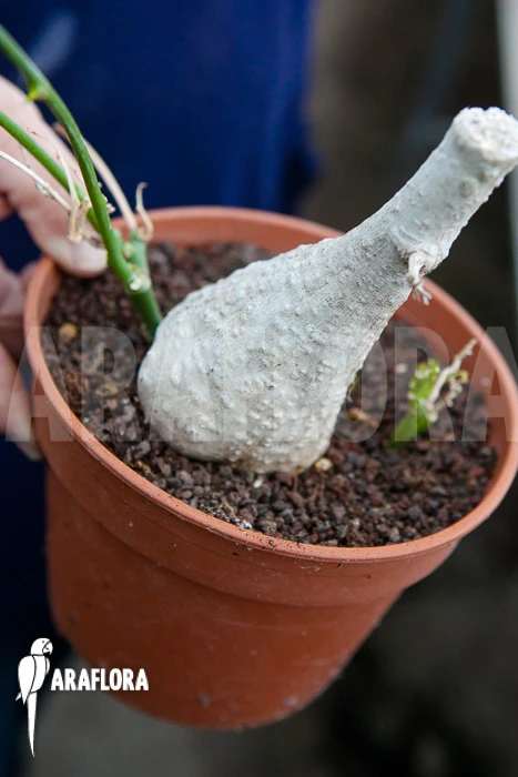 Adenia Viridiflora 1 Adenia Viridiflora