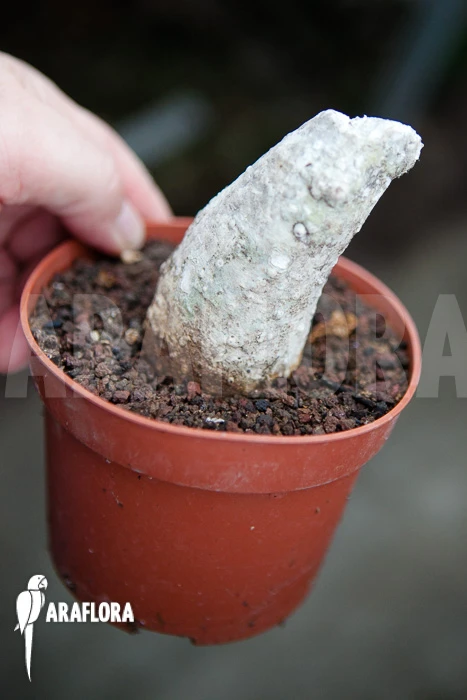 Adenia Viridiflora 2 Adenia Viridiflora - Image 2