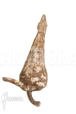 Adenia Viridiflora 'L'