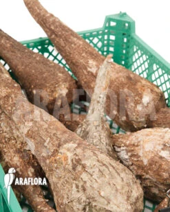 Adenia Viridiflora 'L' -Green Haven Sales Store Adenia viridiflora L 3