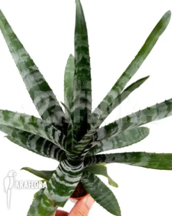 Bromeliad 'Aechmea Aquilegia' -Green Haven Sales Store Aechmea aquilegia 3