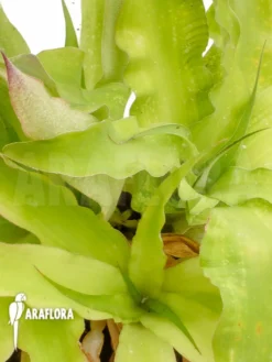 Bromeliad 'Aechmea Azurea' -Green Haven Sales Store Aechmea azurea 4