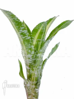 Bromeliad 'Aechmea Comata 'Variegated''