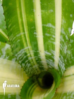 Bromeliad 'Aechmea Comata 'Variegated'' 6 Bromeliad 'Aechmea Comata 'Variegated'' -Green Haven Sales Store Aechmea comata variegated 3