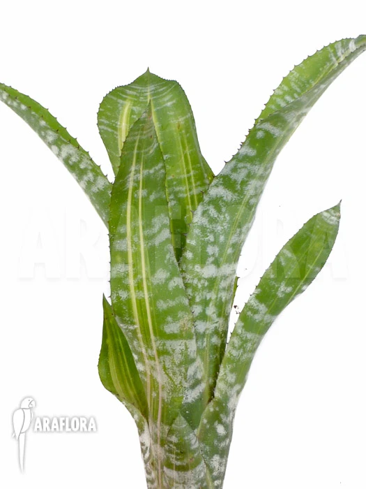 Bromeliad 'Aechmea Comata 'Variegated'' 4 Bromeliad 'Aechmea Comata 'Variegated'' - Image 4