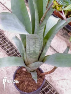 Bromeliad 'Aechmea Correia-araujoi' -Green Haven Sales Store Aechmea correia araujoi 0