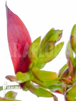 Bromeliad 'Aechmea Correia-araujoi' -Green Haven Sales Store Aechmea correia araujoi flower 2