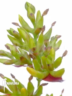 Bromeliad 'Aechmea Correia-araujoi' -Green Haven Sales Store Aechmea correia araujoi flower 3