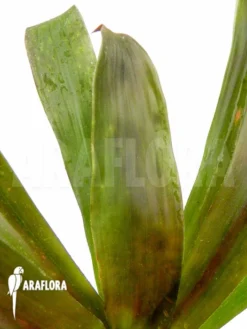 Bromeliad 'Aechmea Filicaulis' -Green Haven Sales Store Aechmea filicaulis 9