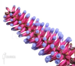 Bromeliad 'Aechmea Gamosepala'