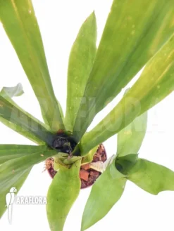 Bromeliad 'Aechmea Kertesziae'