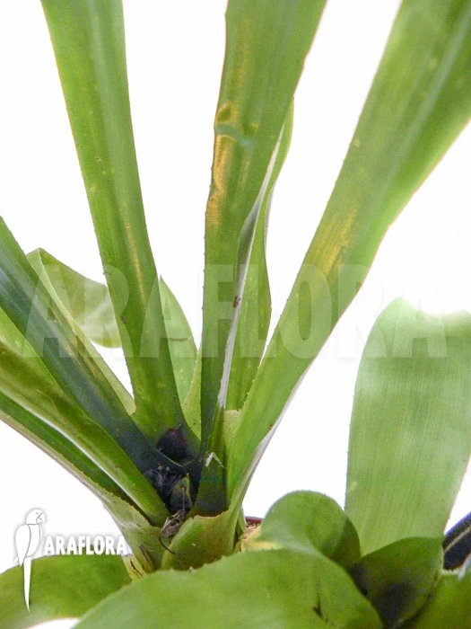 Bromeliad 'Aechmea Kertesziae' 2 Bromeliad 'Aechmea Kertesziae' - Image 2
