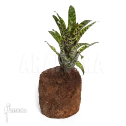 Bromeliad 'Aechmea Orlandiana' Starter -Green Haven Sales Store Aechmea orlandiana 2