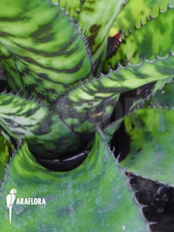 Bromeliad 'Aechmea Orlandiana' Starter -Green Haven Sales Store Aechmea orlandiana 4