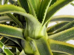 Bromeliad 'Aechmea Recurvata' 'Aztec' -Green Haven Sales Store Aechmea recurvata Aztec 3