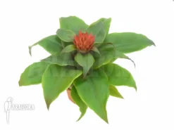 Bromeliad 'Aechmea Tayoensis' 8 Bromeliad 'Aechmea Tayoensis' -Green Haven Sales Store Aechmea tayoensis 1