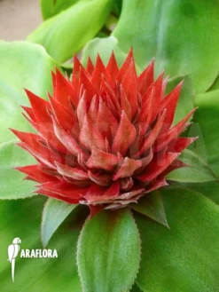 Bromeliad 'Aechmea Tayoensis'