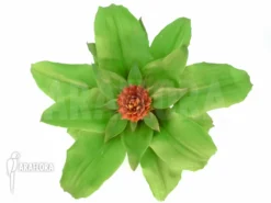 Bromeliad 'Aechmea Tayoensis' 9 Bromeliad 'Aechmea Tayoensis' -Green Haven Sales Store Aechmea tayoensis 3