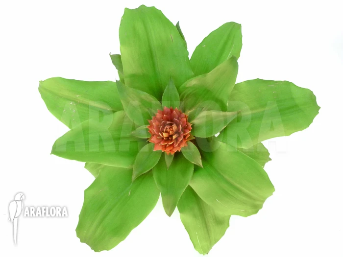 Bromeliad 'Aechmea Tayoensis' 5 Bromeliad 'Aechmea Tayoensis' - Image 5