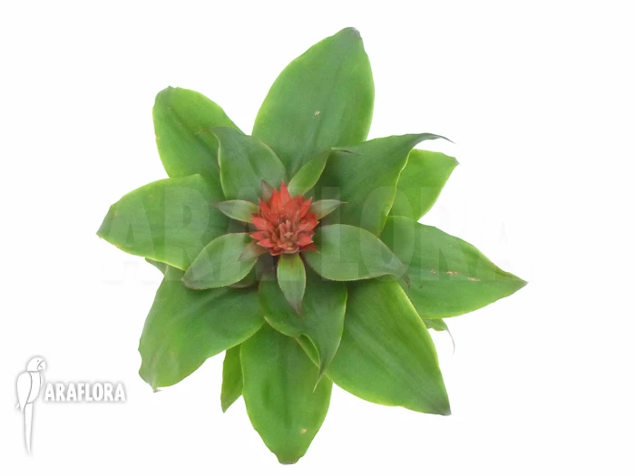 Bromeliad 'Aechmea Tayoensis' 2 Bromeliad 'Aechmea Tayoensis' - Image 2