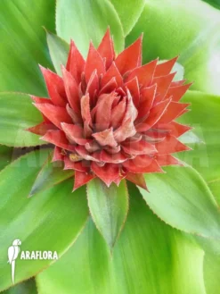 Bromeliad 'Aechmea Tayoensis' 7 Bromeliad 'Aechmea Tayoensis' -Green Haven Sales Store Aechmea tayoensis 5