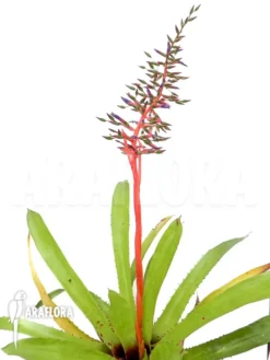 Bromeliad 'Aechmea Tocantina'