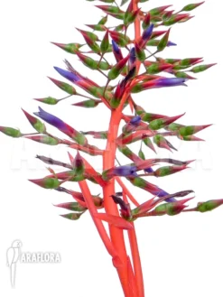 Bromeliad 'Aechmea Tocantina' -Green Haven Sales Store Aechmea tocantina 3