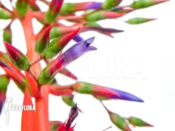 Bromeliad 'Aechmea Tocantina' -Green Haven Sales Store Aechmea tocantina 4