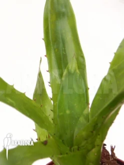 Bromeliad 'Aechmea Tocantina' -Green Haven Sales Store Aechmea tocantina 5