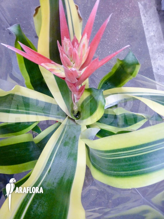 Bromeliad 'Aechmea X Brazil' 2 Bromeliad 'Aechmea X Brazil' - Image 2