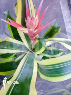 Bromeliad 'Aechmea X Brazil'