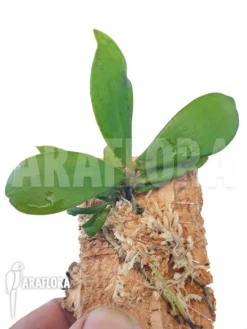 Orchid 'Aerangis Arachnopus' -Green Haven Sales Store Aerangis arachnopus 3